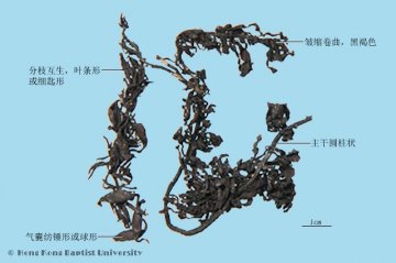 海藻（Haizao）中药材鉴别相册