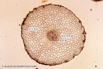 细辛（Xixin）中药材横切面显微鉴别照片