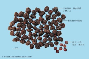 南五味子（Nanwuweizi）中药材鉴别照片