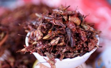 一生必尝20种奇怪食物