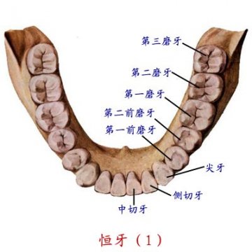 恒牙1