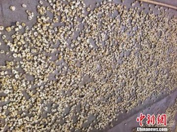 浙贝母熏硫磺成“明规则” 传统工艺“没人要”