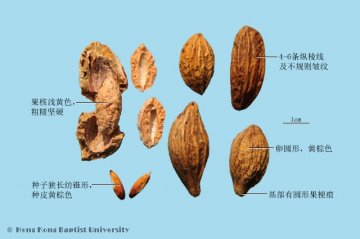 诃子（Hezi）中药材鉴别照片