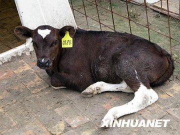 “抗癌”奶牛首次克隆成功 牛奶含特效药