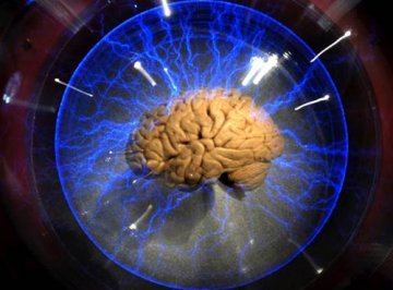 研究称脑细胞可离开身体存活 且寿命是原来2倍