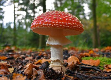 毒蘑菇