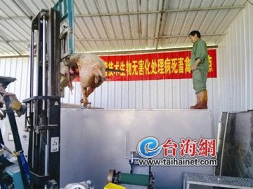 厦门引进台湾技术 24小时就能完全分解死猪