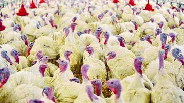 德养鸡场爆欧首例H5N8
