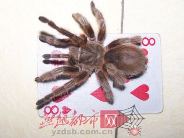 居民楼内发现世界毒蛛之王 形状大如扑克