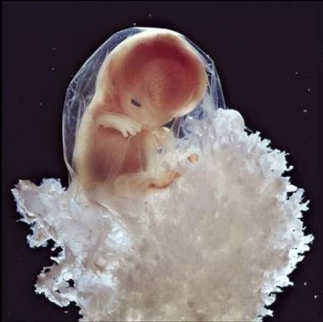 精子如何发育成胎儿