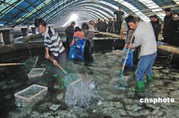 1条鱼折射1条脆弱产业链：残药事件让多宝鱼滞销