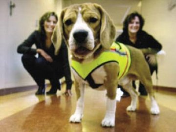 两岁猎兔犬能准确嗅出致命病菌 成医生助手