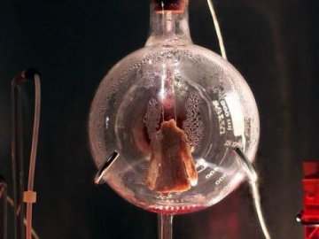 衣服是活的!科学家用活细胞培育成小型衣服