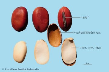 刀豆（Daodou）中药材鉴别照片