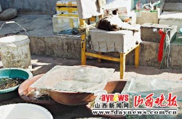 猫咪帮助卖鱼主人看鱼摊
