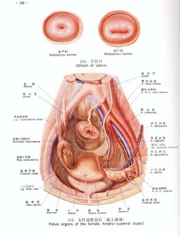 子宫口\女性盆腔器官（前上面观）