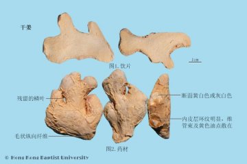 干姜（Ganjiang）中药材鉴别相册