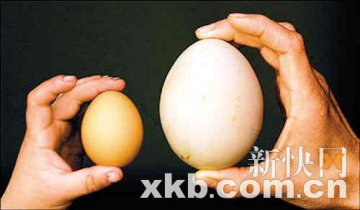 农场母鸡生下网球般大小巨蛋