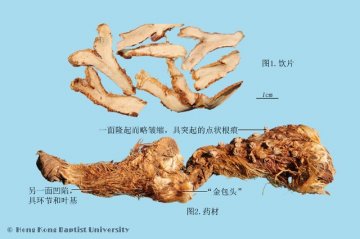 知母（Zhimu）中药材鉴别照片