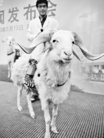 人工心脏”试验羊已活61天