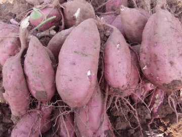 8种食物竟能杀死癌细胞