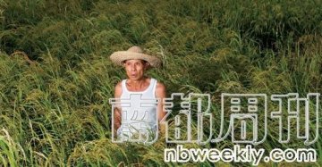 研究员试验种经济水稻治理