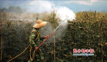 海南16种禁用农药暗地使用 豇豆芒果香蕉用量大