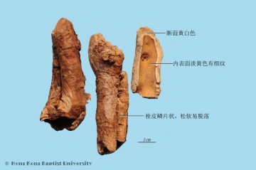 香加皮（Xiangjiapi）中药材鉴别照片