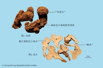 白术（Baizhu）中药材鉴别照片