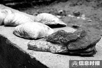 广东南海发现4000年前古生物骨骸