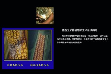 如何分辨转基因食品