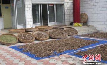 甘肃藏区发展藏药产业 自发研制多种方剂