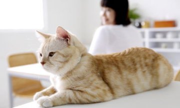 学猫伸懒腰养护脊柱防背痛