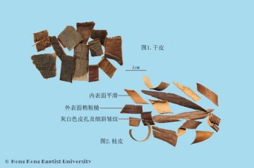 秦皮（Qinpi）中药材鉴别照片