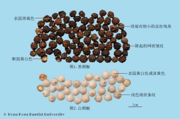 胡椒（Hujiao）中药材鉴别照片