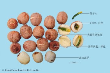 莲子（Lianzi）中药材鉴别照片