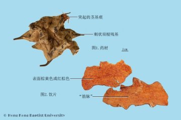 菝葜（Baqia）中药材鉴别照片