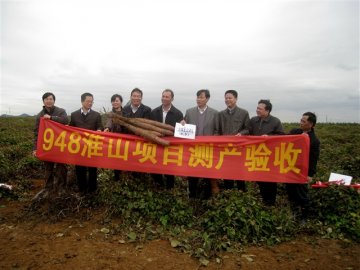 广西粉垄栽培淮山亩产超万斤
