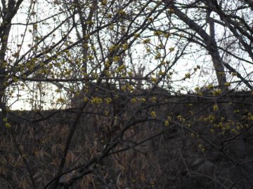 春风时节霜满天--伏牛山区山茱萸遭遇严酷霜冻