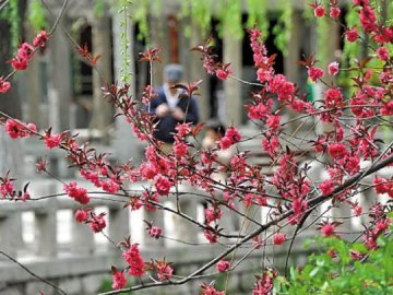 清明拈花惹草易过敏 怎样预防虫咬皮炎？