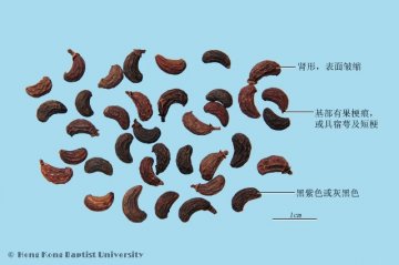 女贞子（Nvzhenzi）中药材鉴别照片
