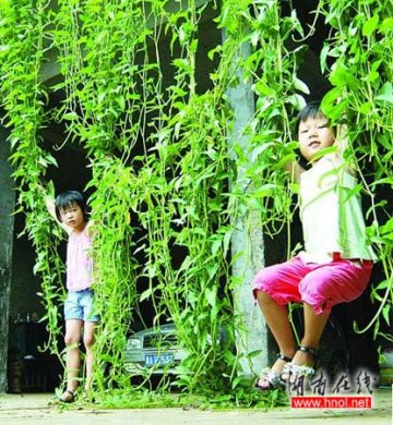 空心菜长到14米可以荡秋千