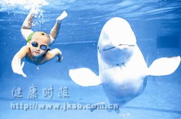 三岁小家伙和小白鲸一起游泳