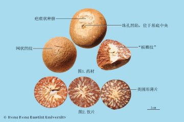 槟榔（Binglang）中药材鉴别照片