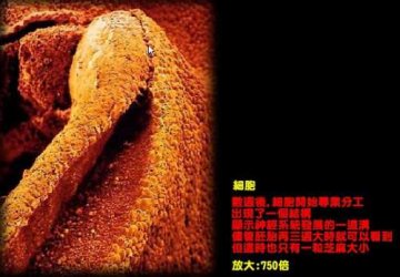揭秘人类生命诞生全程