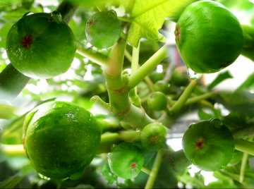 秋季10大食物瘦身清热