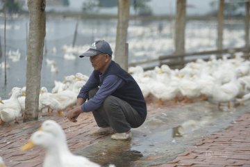 福建鸭场万只鸭苗被闷死
