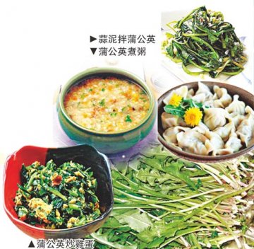 药食兼用蒲公英 消炎利尿缓解春季皮炎