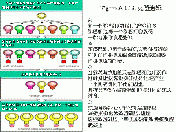 固有免疫和适应性免疫的基本原理（2）