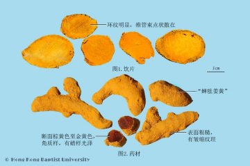 姜黄（Jianghuang）中药材鉴别照片